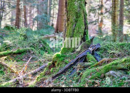 Blick auf einen moosbedeckten Baumstamm mit einem dunklen, verkohlten Stück Holz auf dem üppig grünen Waldboden, Nizke Tatry, Banskobystricky kraj, Slowakisch Stockfoto