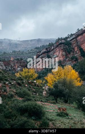 Rote Sandsteinklippen, Herbstbäume und traditionelle Steinhäuser in Peñas Royas, Montalban, Teruel, Spanien Stockfoto