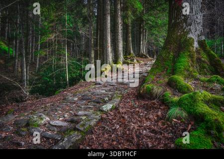 Historischer gepflasterter Weg, Teil des Circuito delle Cappelle, der sich durch alte moosbedeckte Bäume im weltlichen Wald von Vallombrosa in der Nähe von Flo schlängelt Stockfoto