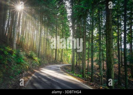 Gewundene Straße durch den alten Tannenwald von Vallombrosa, Florenz, Toskana. Warmes Sonnenlicht filtert durch hohe Bäume und erzeugt einen Sonneneffekt Stockfoto