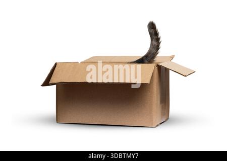 Katzenschwanz, der aus einer Pappschachtel blickt, isoliert auf weiß Stockfoto