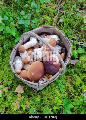 Korb mit frisch geernteten Speisepilzen, bekannt als Stachelschweine oder Ceps (Boletus edulis). Wilde Waldernte mit natürlichen Texturen und erdigen Farben Stockfoto