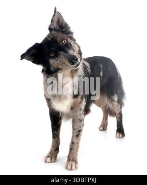 Australian Shepherd vor weißem Hintergrund Stockfoto
