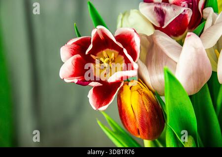 Bunte Tulpen ein Blumenstrauß. Stockfoto