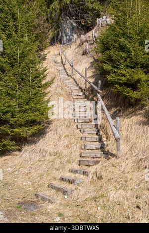 Rustikale Holztreppe, die einen malerischen alpinen Pfad durch immergrünen Wald hinaufführt Stockfoto