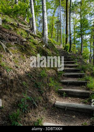 Holztreppen hinauf durch einen sonnendurchfluteten Birkenwald auf einem moosbedeckten Hügel Stockfoto