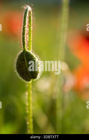 Backlit Poppy Bud in Swiss Meadow - Makroaufnahme der ungeöffneten Blume mit Golden Hour Bokeh Stockfoto