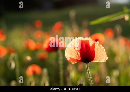 Sonnendurchfluteter Roter Mohn aus der Nähe in einer Schweizer Wiese Stockfoto