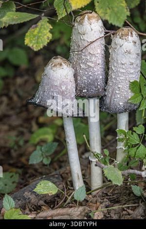 Shaggy Mane/Shaggy Ink Cap/Anwaltsperücke Pilze in der Wildnis (Coprinus comatus) Stockfoto