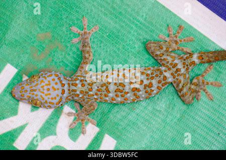 Nahaufnahme von tokay Gecko (gekko Gecko) im Garten Stockfoto