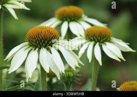 Echinacea purpurea „White Swan“ Coneflower, hängende weiße Blüten und markanter Mittelkegel. Allgemein bekannt als Coneflower. Stockfoto