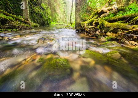 Blick auf das Wasser, das über moosbedeckte Felsen und freiliegende Baumwurzeln in einem üppigen Wald fließt, das Licht durch die Baumkronen filtert, Hybicka Tiesnava, Zilinsky Stockfoto