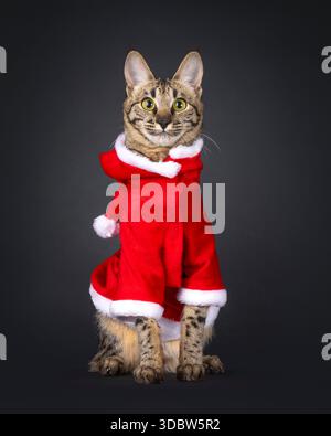 Bronzekatze in Rot mit weißer weihnachtsmanschette, vorne sitzend. Schauen und lächeln aufmerksam auf die Kamera. Isoliert auf schwarzem Hintergrund. Stockfoto