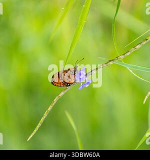 Wunderschöner Schuss eines gelbbraunen coster-Schmetterlings, der Nektar von einer Lavendelblume trinkt Stockfoto