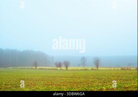 Ein weites Bild eines grünen Kulturfeldes, bedeckt mit starkem Morgennebel mit blattlosen Bäumen und einem Wald in der Ferne. Stockfoto