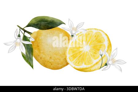 Illustration mit Zitronenaquarell. Handgezeichnete tropische Sauerfrüchte. Clip-Art aus saftiger gelber Limette. Zitrusfrüchte auf isoliertem weißem Hintergrund. Ideal für Logo und Stockfoto