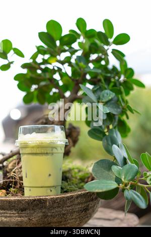 Erfrischender, eisgekühlter Matcha-Grüntee-Latte in einer Plastiktasse neben einem wunderschönen Bonsaibaum in einem Topf. Rustikale und Zen-Atmosphäre in einem Café im Freien Stockfoto