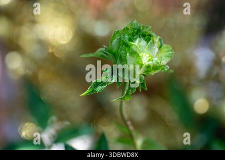 Exotische grüne Rosenknospe mit Süßwassertropfen, die im Garten blühen. Schöner goldener Bokeh-Hintergrund. Seltene florale Natur, Eleganz und frische Morni Stockfoto