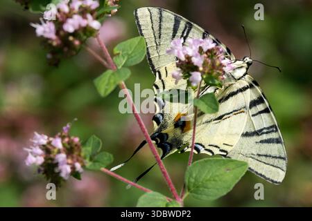 Seltener Schwalbenschwanz Schmetterling auf Wild Marjoram Blume von unten Stockfoto