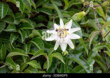 Passionsblume (Passiflora caerulea) blüht auf Kletterrebe, Stoke Park Rose Garden, Guildford, England Stockfoto