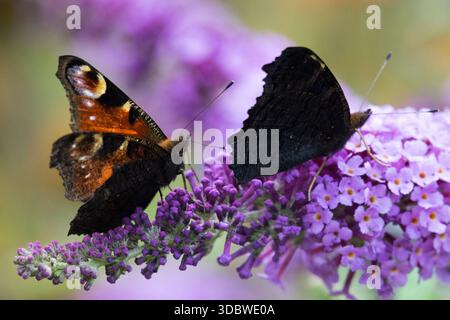 Schmetterlinge füttern Nektar an blühenden Pflanzen rosa Schmetterlingsbusblüten Stockfoto