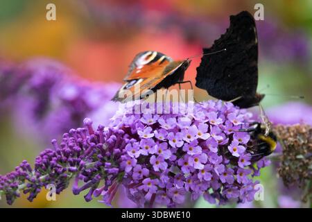 Zwei Schmetterlinge auf rosa Blume Buddleia Stockfoto