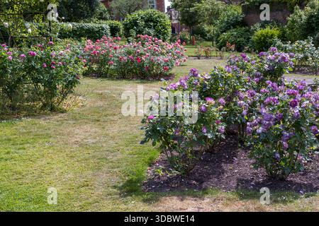 Farbenfrohe Rosenbetten im Sommer im Stoke Park Rose Garden, Guildford, England Stockfoto