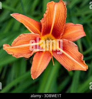 Orange Taglilie (Hemerocallis fulva) Blume gegen grünes Laub, Guildford, England Stockfoto