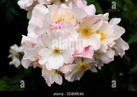 Ansammlung von blassrosa Einzelrosen mit gesprenkelten Blüten und gelben Zentren, Hyde Park, London, Großbritannien Stockfoto