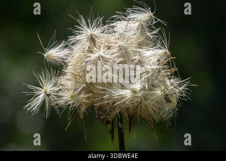Gesegnete Milchknochensamen Silybum marianum Stockfoto