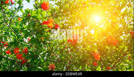 Ein heller, atmosphärischer Schuss blühender Granatapfelbaum in voller Blüte. Stockfoto