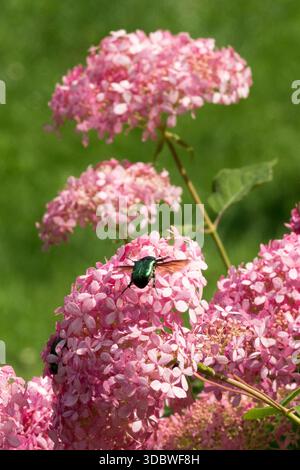 Hortensie „Invincibelle Spirit“ Grüner Rosenreißer, der zur Blüte fliegt Stockfoto