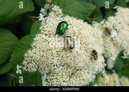 Zwei Käfer auf Blume Green Rose Chafer Cetonia aurata Stockfoto
