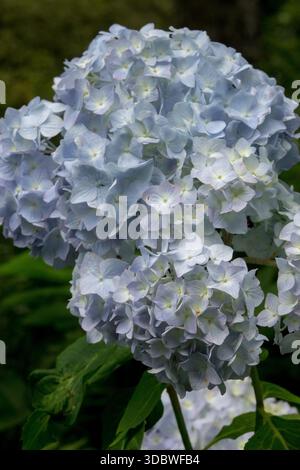 Hydrabgea-Makrophylla mit Spitzenmütze „Bouquet Rose“ Stockfoto