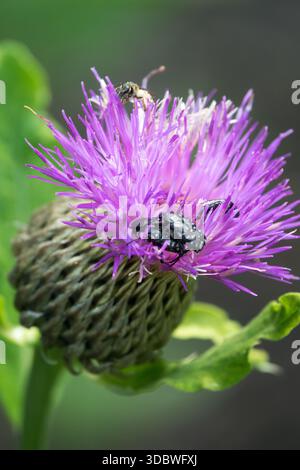 Rhaponticum carthamoides Paarungswanzen auf Blütenmarinenwurzel Stockfoto