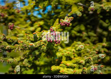 Eine Nahaufnahme eines Zweigs der koreanischen Tanne (Abies koreana) mit Kegeln vor natürlichem Hintergrund. Stockfoto