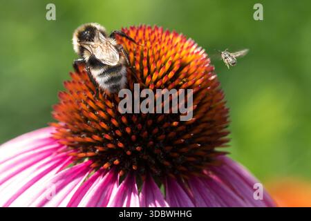 Große Weißschwanzhummel Bombus lucorum auf Blume und kleine einsame Bienen fliegen zu Coneflower-Insekten Stockfoto