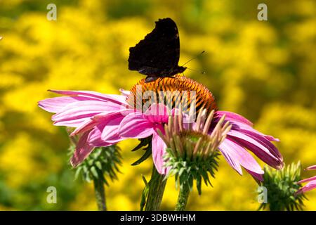 Pfauenfalter auf Coneflower im Sommergarten Stockfoto