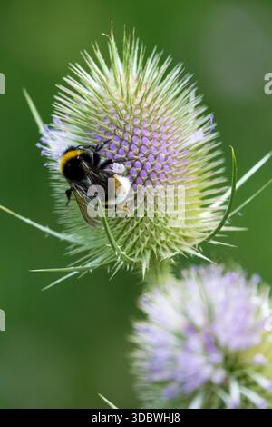 Hummel auf Stachelblüten-Teasel Stockfoto