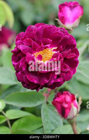Rosa Tuscany superb, eine alte, halb-doppelte Rosenpflanze aus Gallika mit tiefen magentafarbenen Blüten Stockfoto