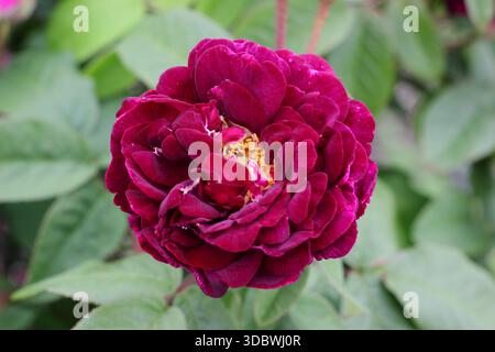Rosa Tuscany superb, eine alte, halb-doppelte Rosenpflanze aus Gallika mit tiefen magentafarbenen Blüten Stockfoto