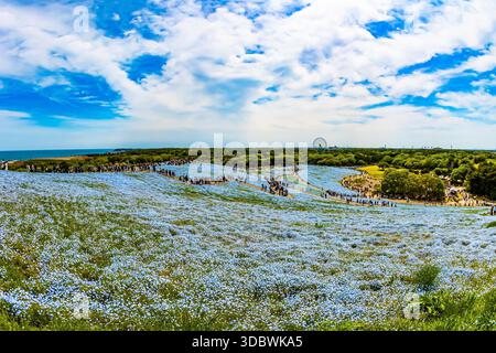 Festival - Harmonie und Nemophile? Anfang Mai blühen auf den Hügeln blaue Nemophila-Blüten. Blumenfest Im Mai. Japanischer Hitachi Seaside Park. Stockfoto