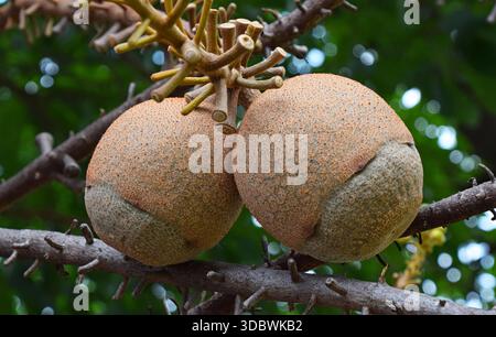 Der Kanonenkugelbaum Couroupita guianensis entwickelt seine charakteristischen großen, abgerundeten braunen Früchte direkt auf Holzstämmen und hebt einen faszinierenden tropischen botanischen Lebensraum hervor Stockfoto