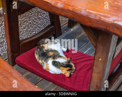 Niedliche Calico-Katze, die tagsüber friedlich auf einem roten Kissen unter einem rustikalen Holztisch auf einer Terrasse schläft Stockfoto