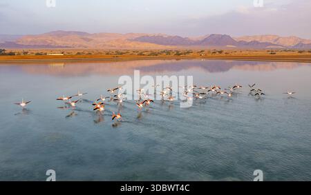 Aus der Vogelperspektive auf Flamingos, die über das ruhige Wasser fliegen und die sanften Farben der fernen Berge reflektieren, Eilat, South District, Israel. Stockfoto