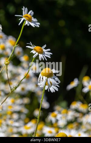 Die Heilkamillenmatricaria recutita blüht auf der Wiese zwischen wilden Gräsern. Stockfoto