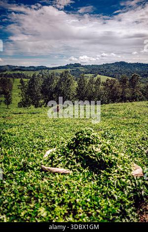 Blick auf die lebendige grüne Teeplantage, die sich in Richtung einer grünen Baumlinie unter einem gemusterten Himmel erstreckt, eine ruhige Landschaft, die ein Bild von Ruhe zeichnet Stockfoto