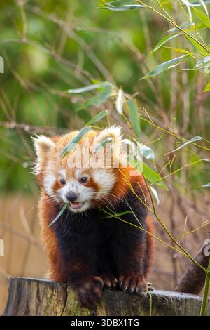 Nahaufnahme eines roten Panda (Ailurus fulgens) im Freien, der sich von Blättern ernährt. Stockfoto