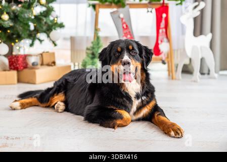 Berner Sennenhund Liegt Vor Dem Weihnachtsbaumdekor Stockfoto