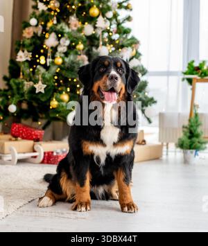Der Berner Sennenhund Sitzt Mit Weihnachtlicher Einrichtung Vor Dem Cristmas Tree Stockfoto